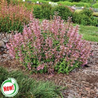 Pinky Pie Hummingbird Mint Thumbnail